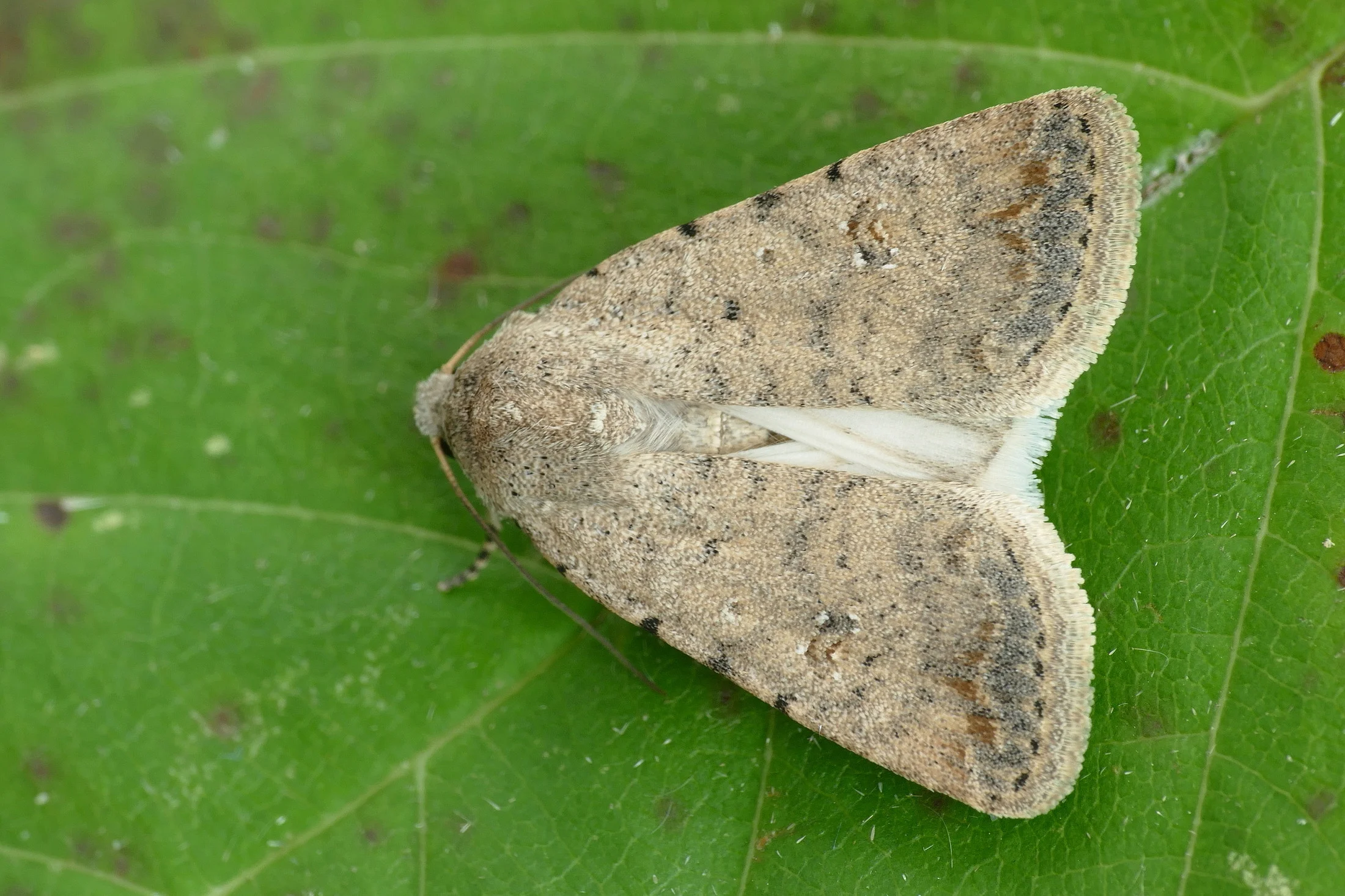 Caradrina clavipalpis imago