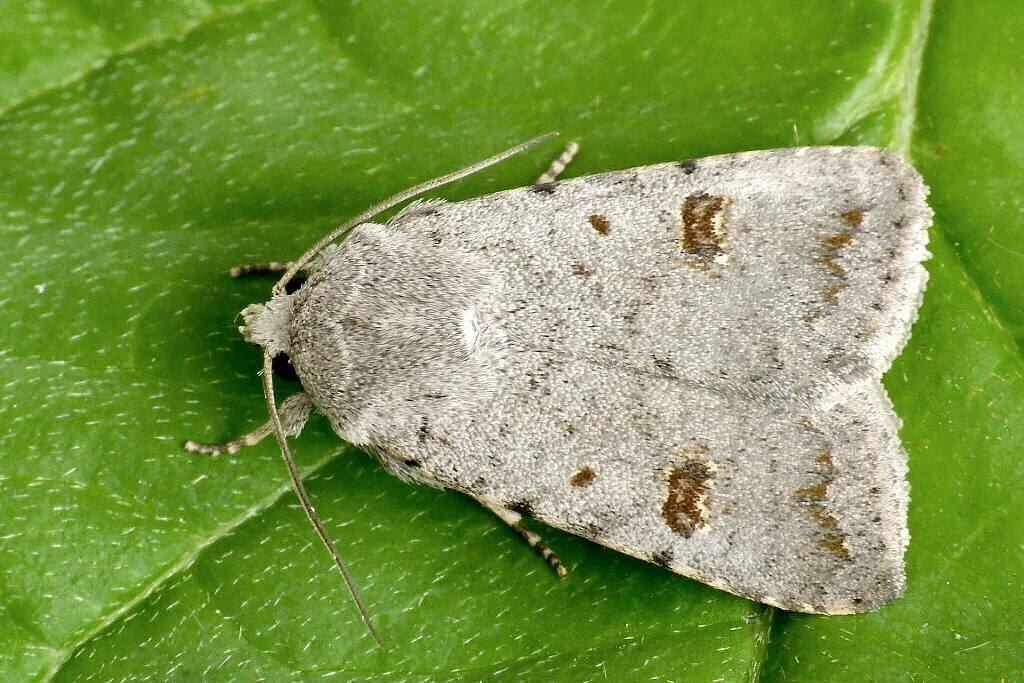 Caradrina kadenii imago