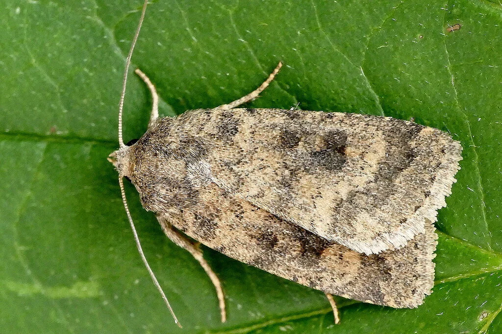 Caradrina morpheus imago