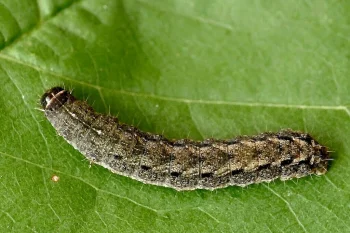 Caradrina morpheus larva