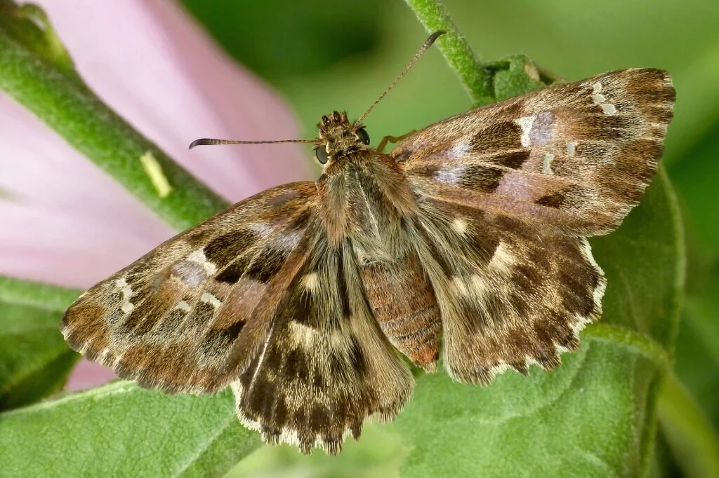 Carcharodus alceae imago