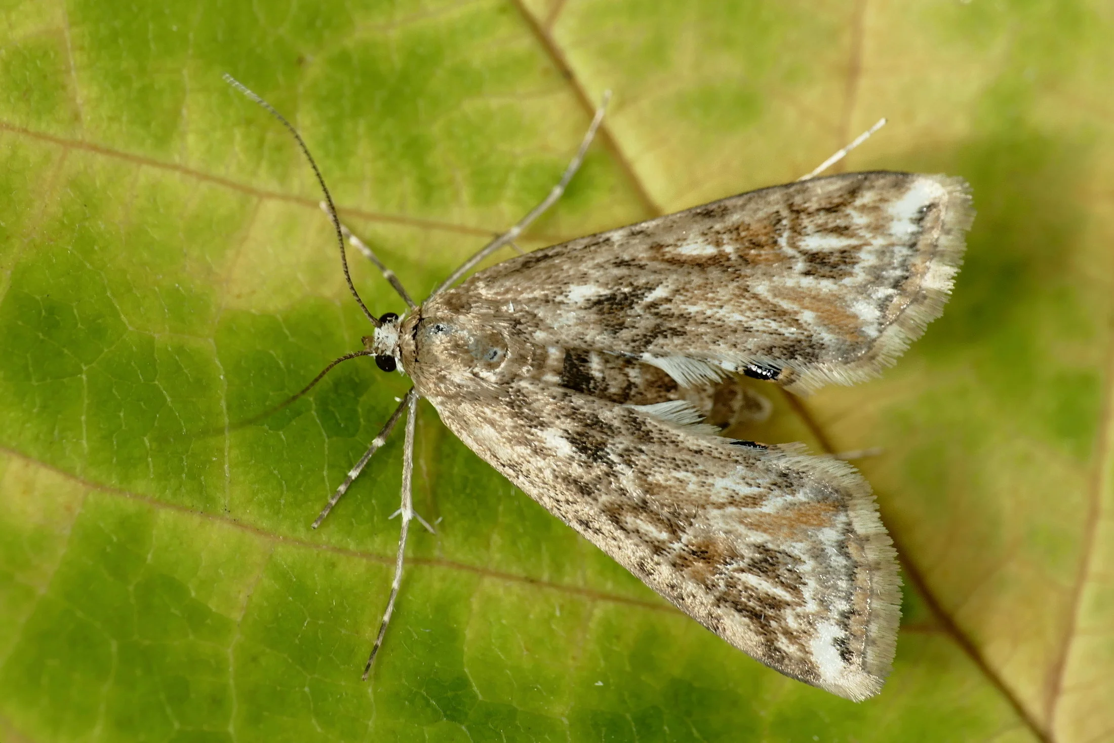 Cataclysta lemnata imago