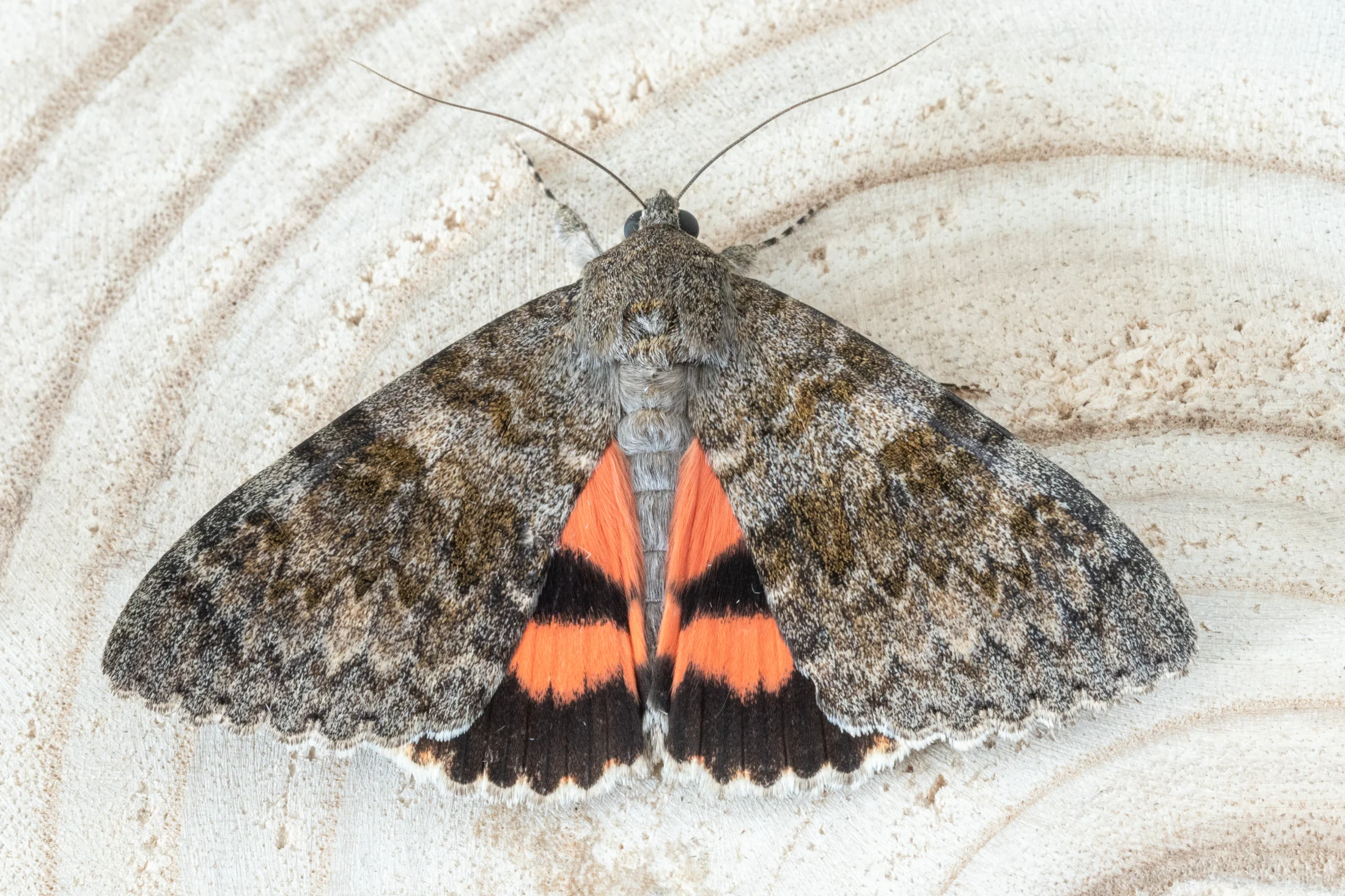 Catocala elocata imago