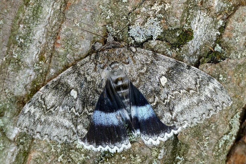Catocala fraxini imago