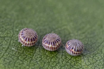 Catocala fraxini ova
