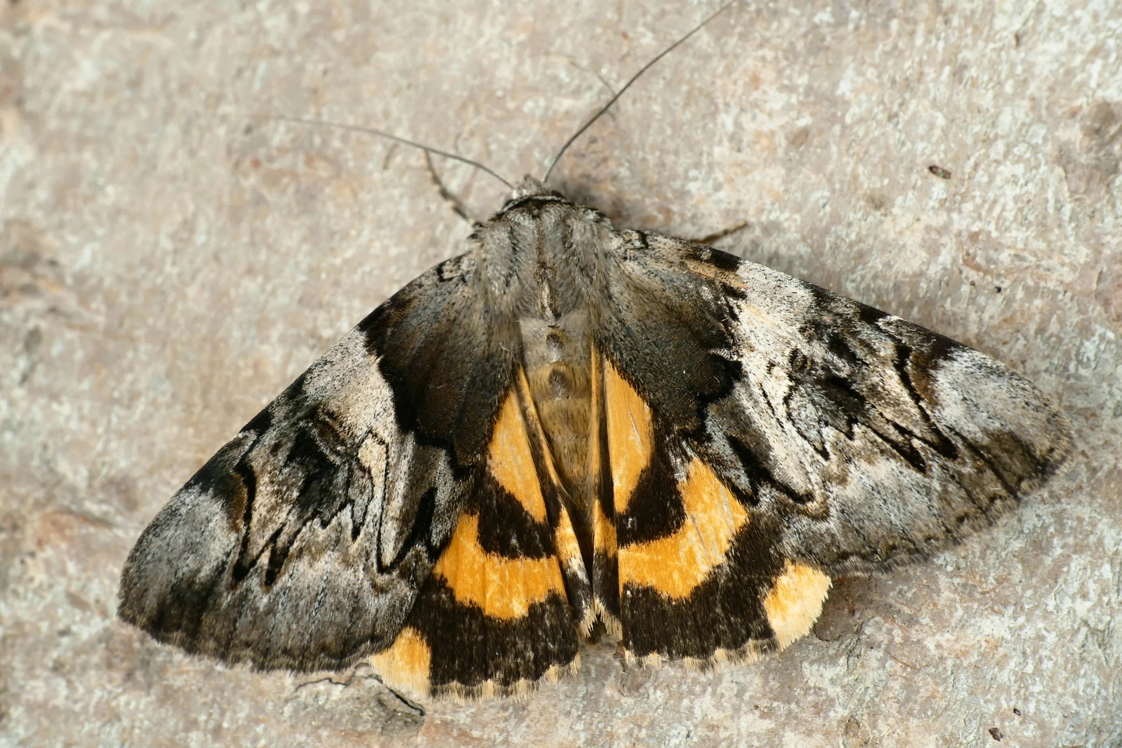 Catocala fulminea imago