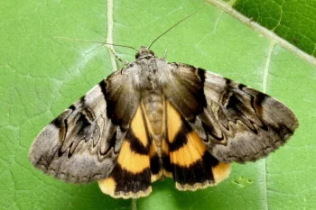 Catocala fulminea imago