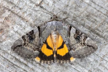 Catocala hymenaea imago