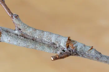 Catocala hymenaea larva