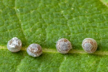 Catocala nupta ova