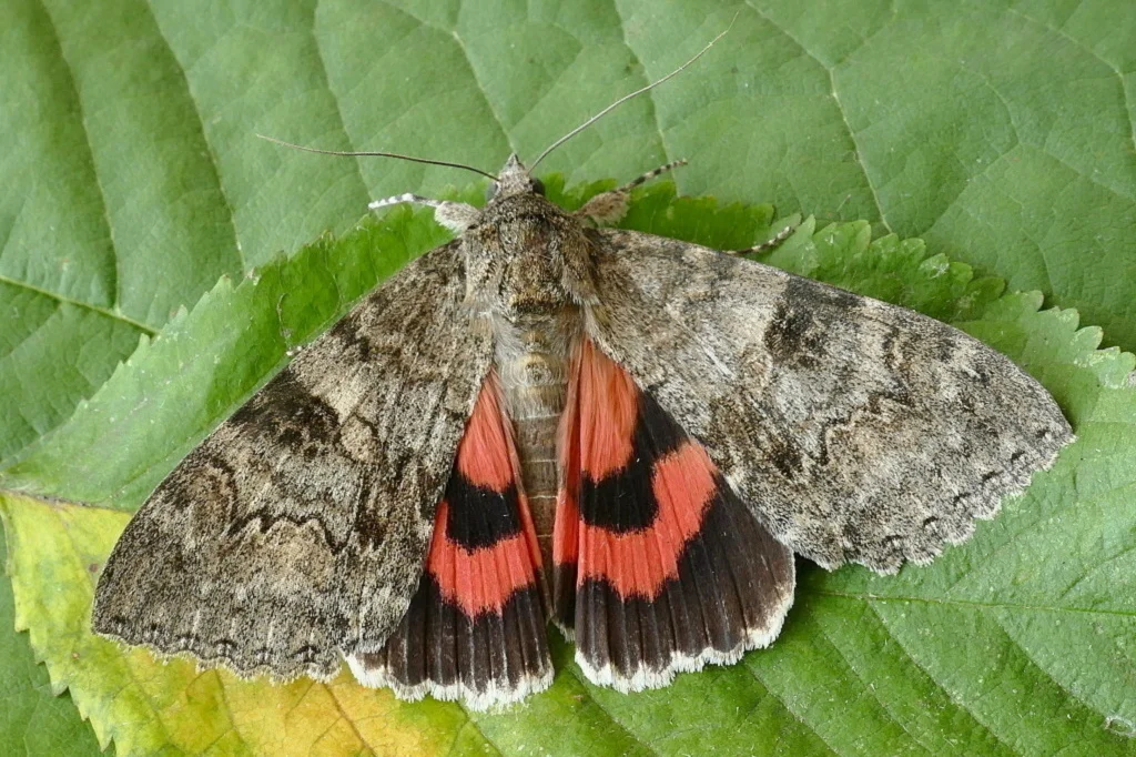Catocala nupta imago