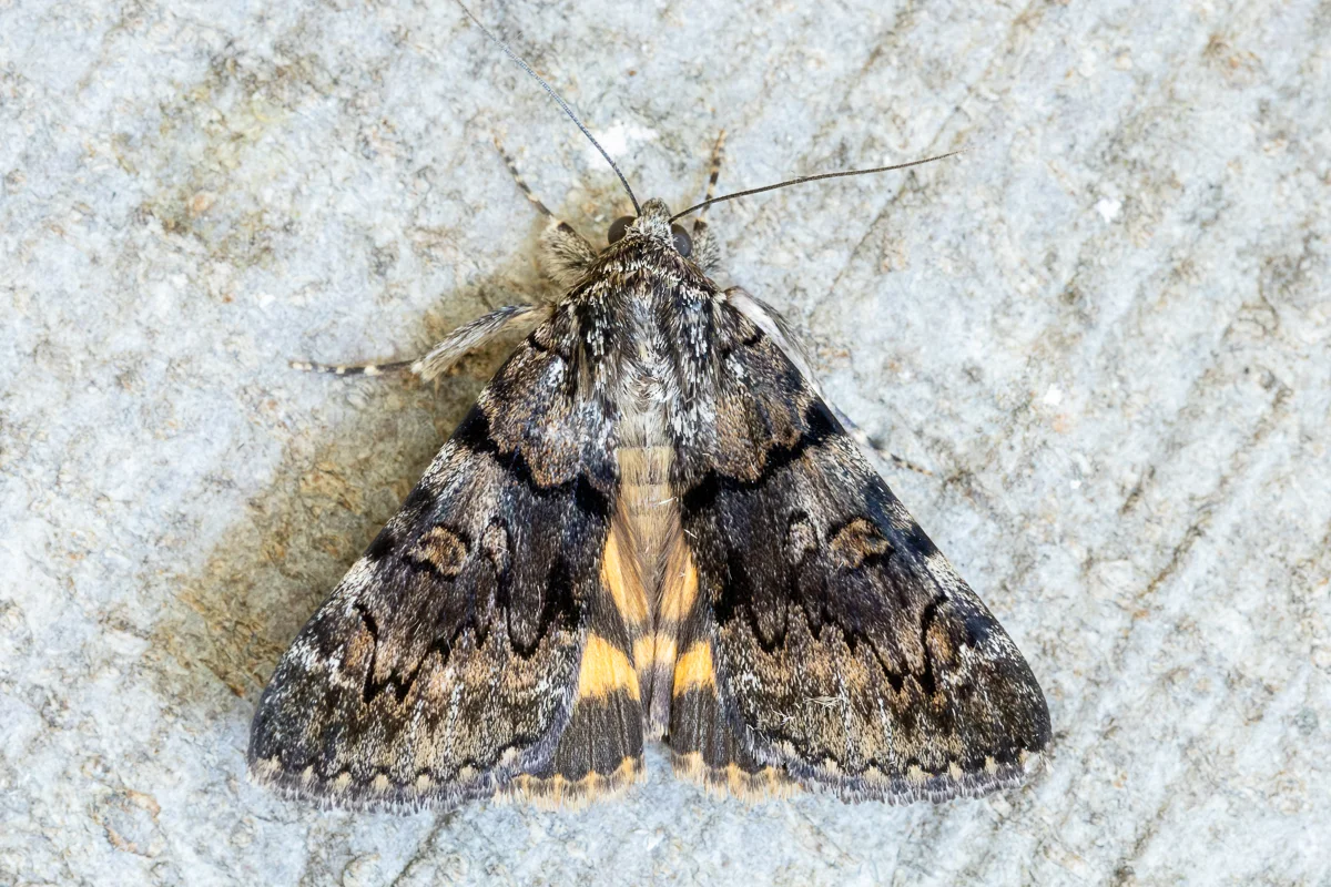 Catocala nymphagoga imago