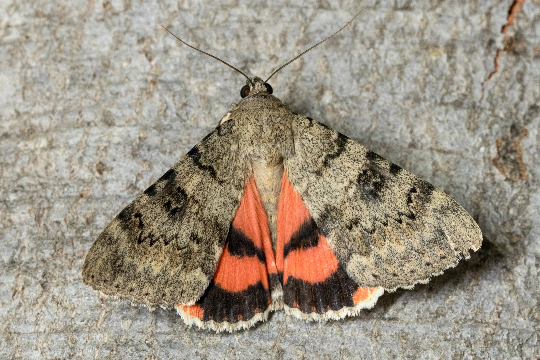Catocala puerpera imago