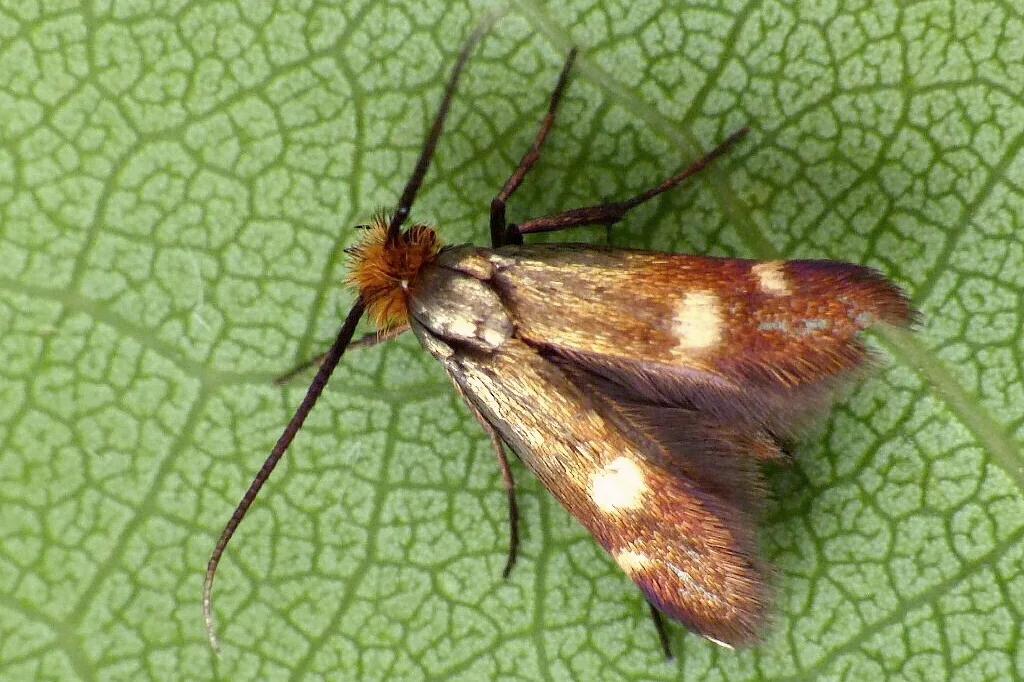 Cauchas leucocerella imago