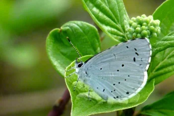 Celastrina argiolus imago