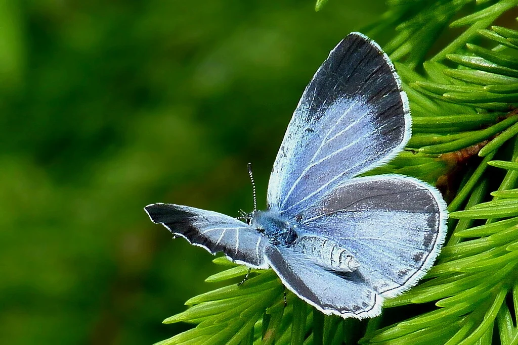 Celastrina argiolus imago