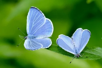 Celastrina argiolus imago