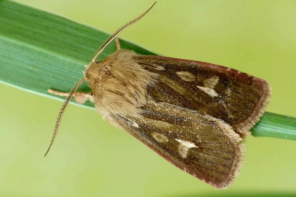 Cerapteryx graminis imago