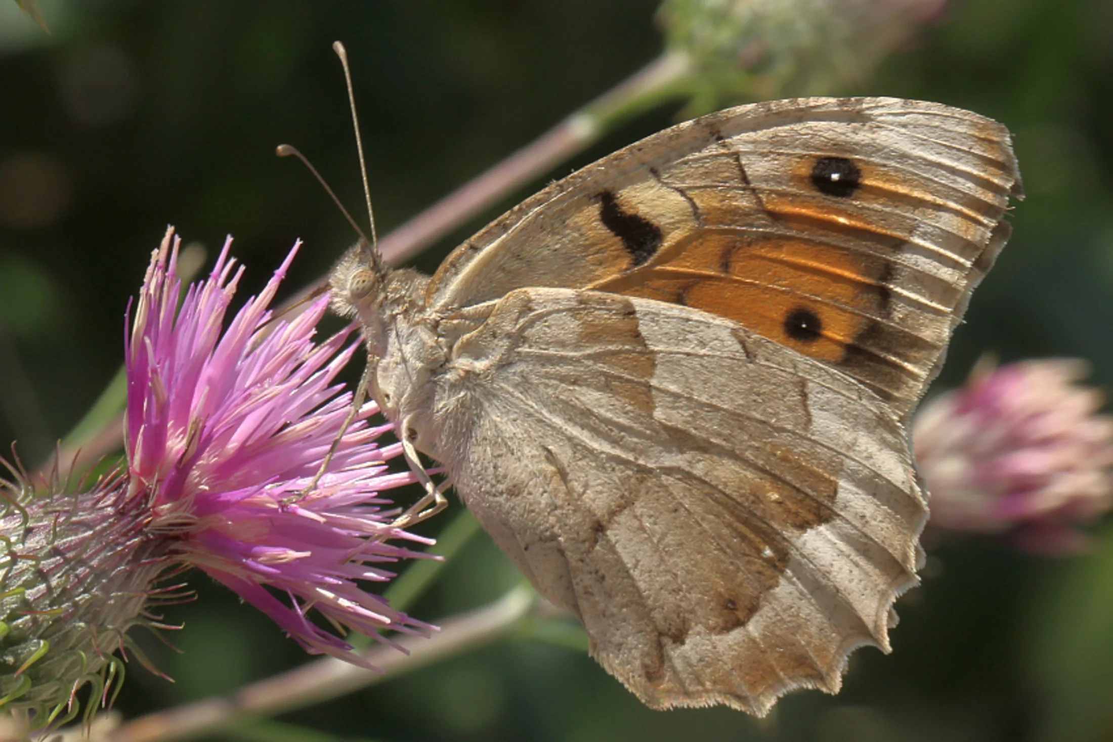 Chazara briseis imago