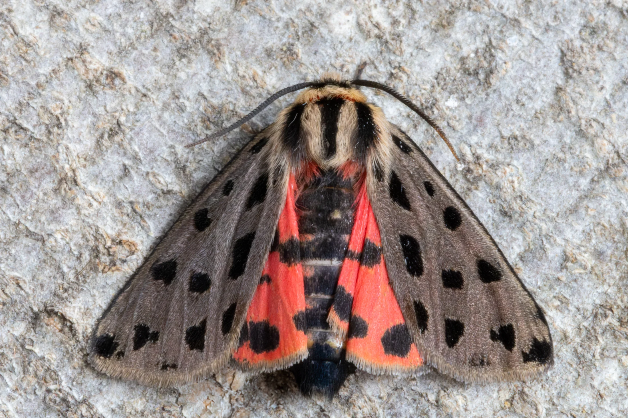 Chelis maculosa imago