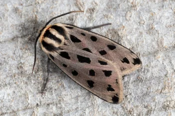 Chelis maculosa imago