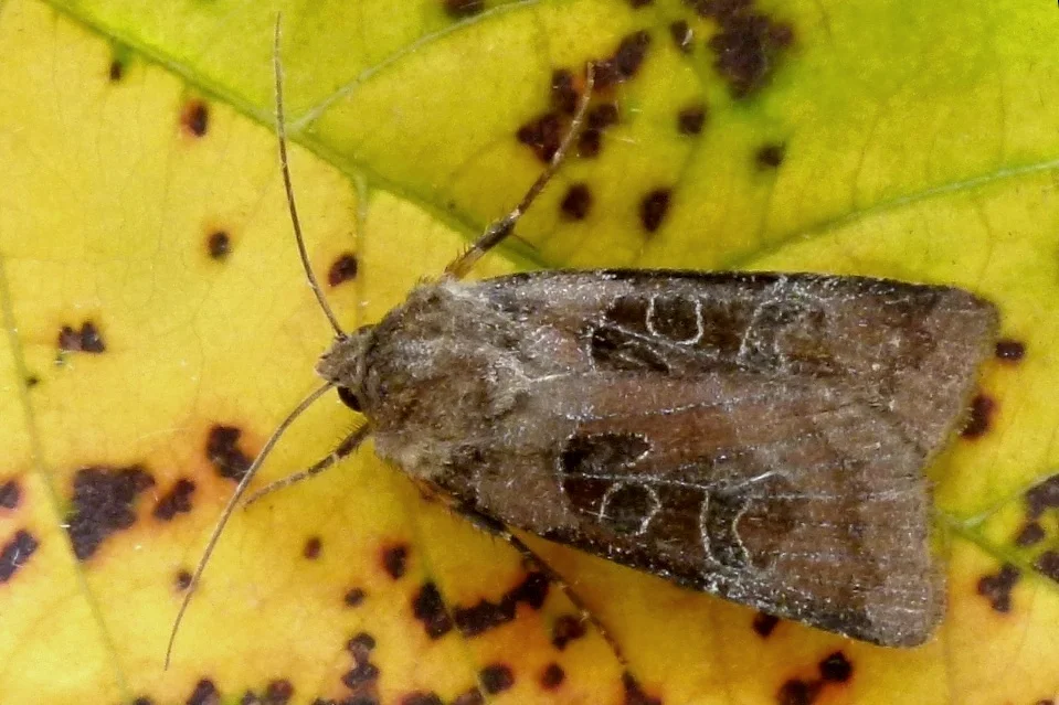 Chersotis cuprea imago