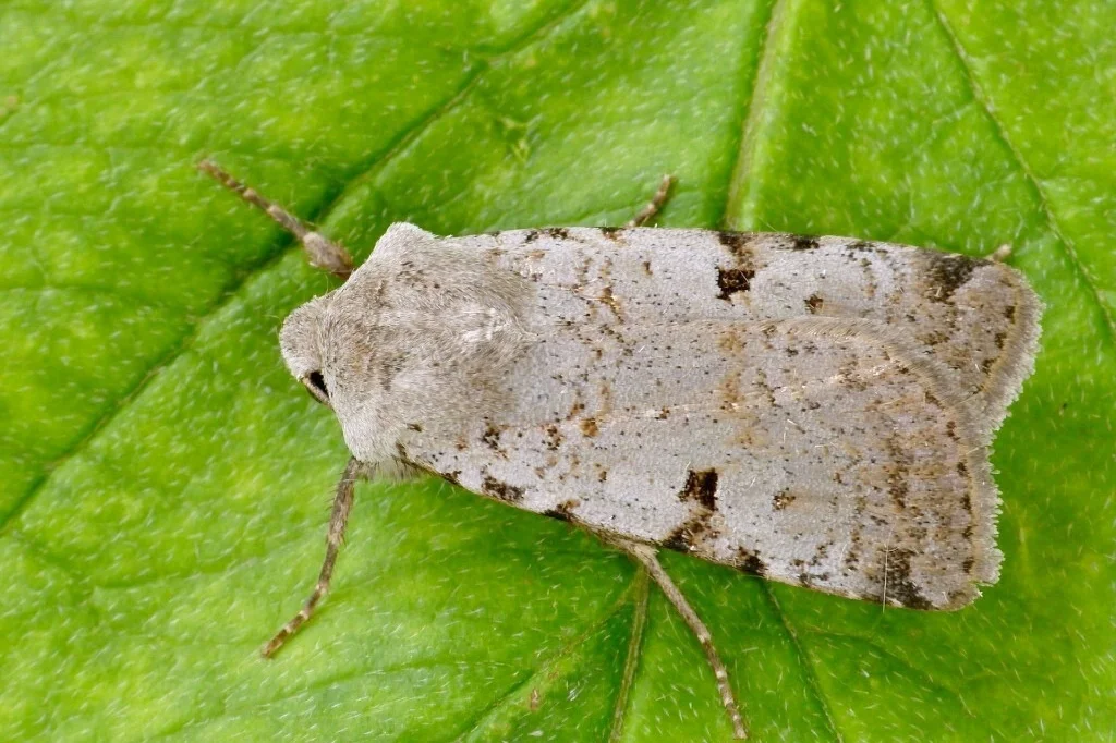 Chersotis margaritacea imago