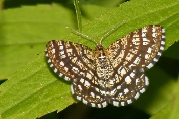 Chiasmia clathrata imago