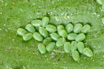 Chiasmia clathrata ova