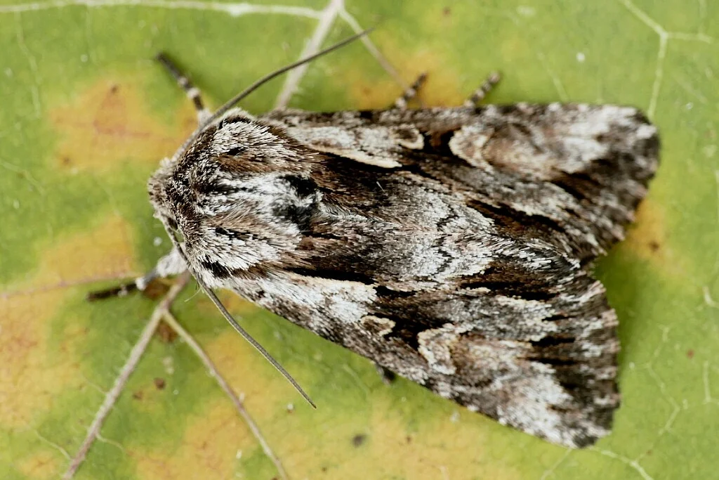 Chloantha hyperici imago