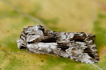Chloantha hyperici imago