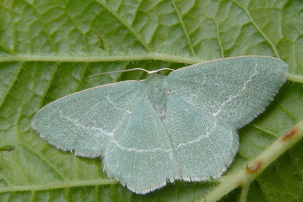 Chlorissa sp. imago