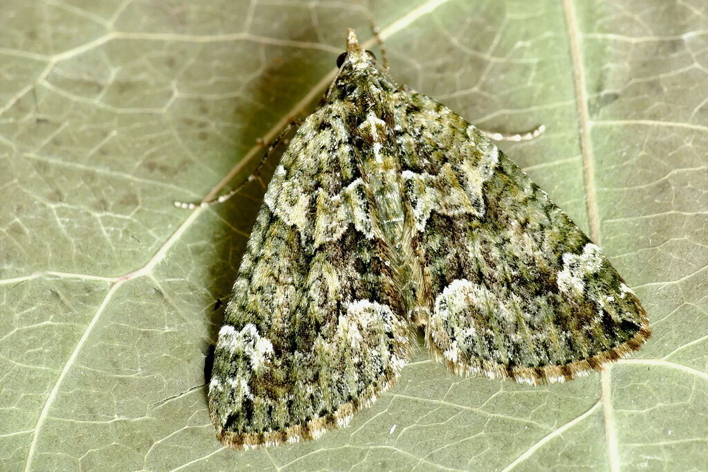 Chloroclysta siterata imago