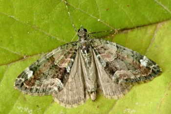 Chloroclysta siterata imago