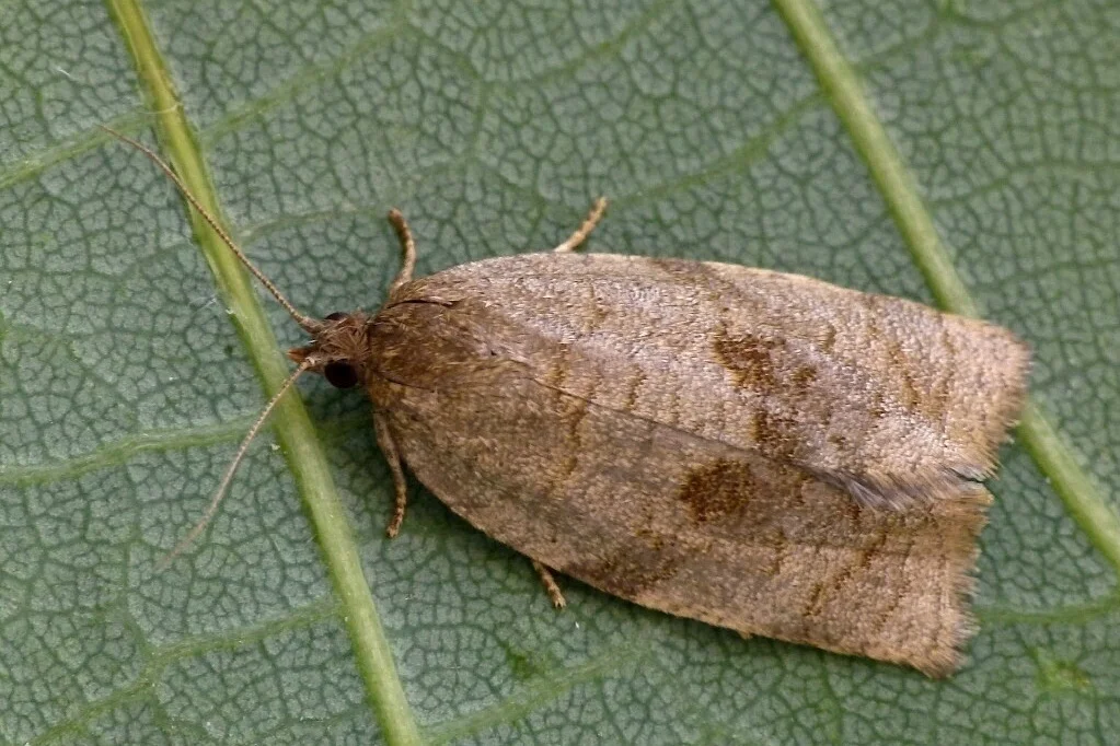 Choristoneura diversana imago
