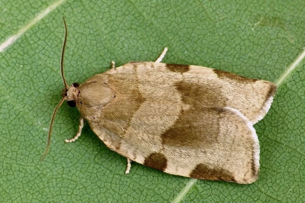 Choristoneura hebenstreitella imago