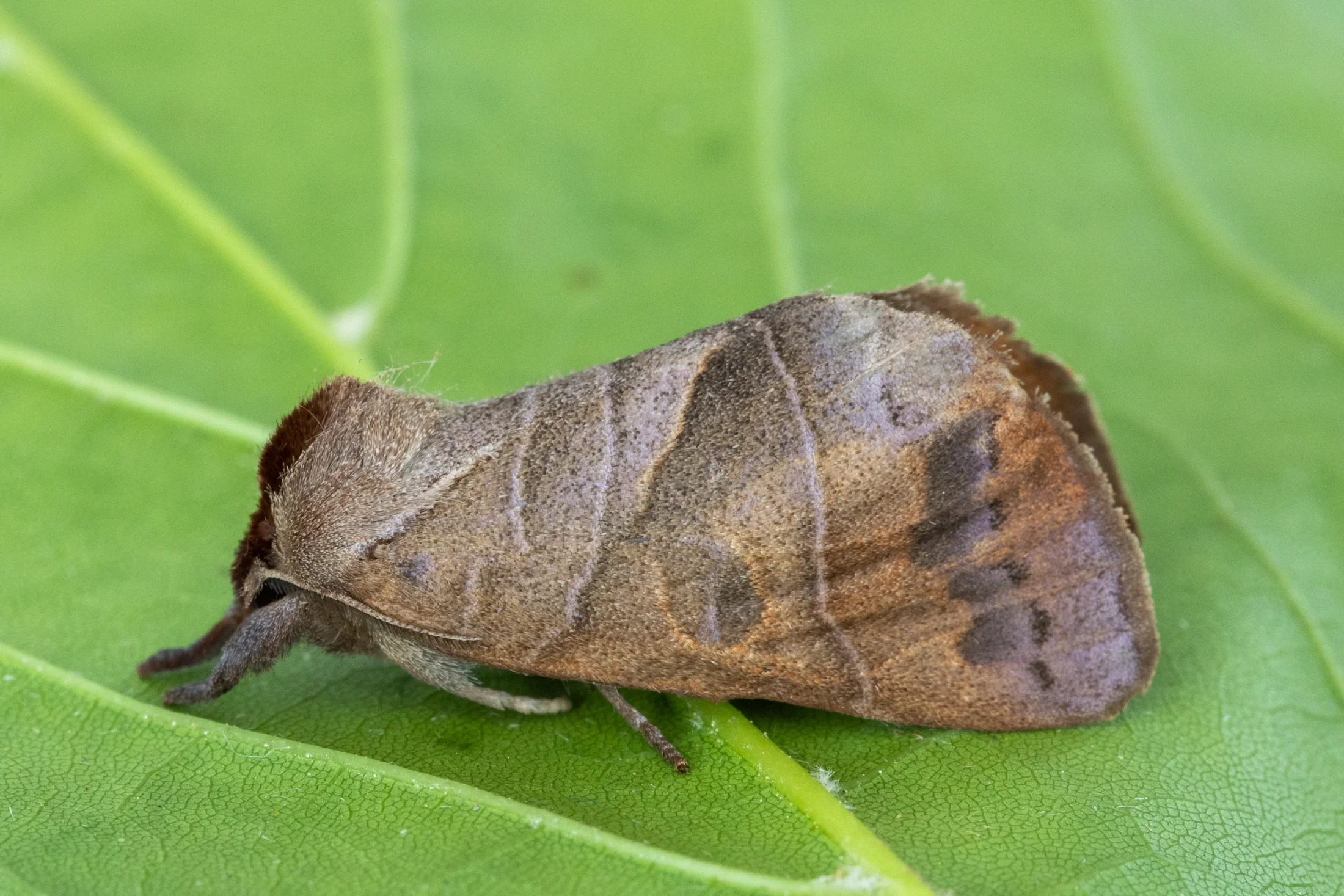 Clostera anastomosis imago