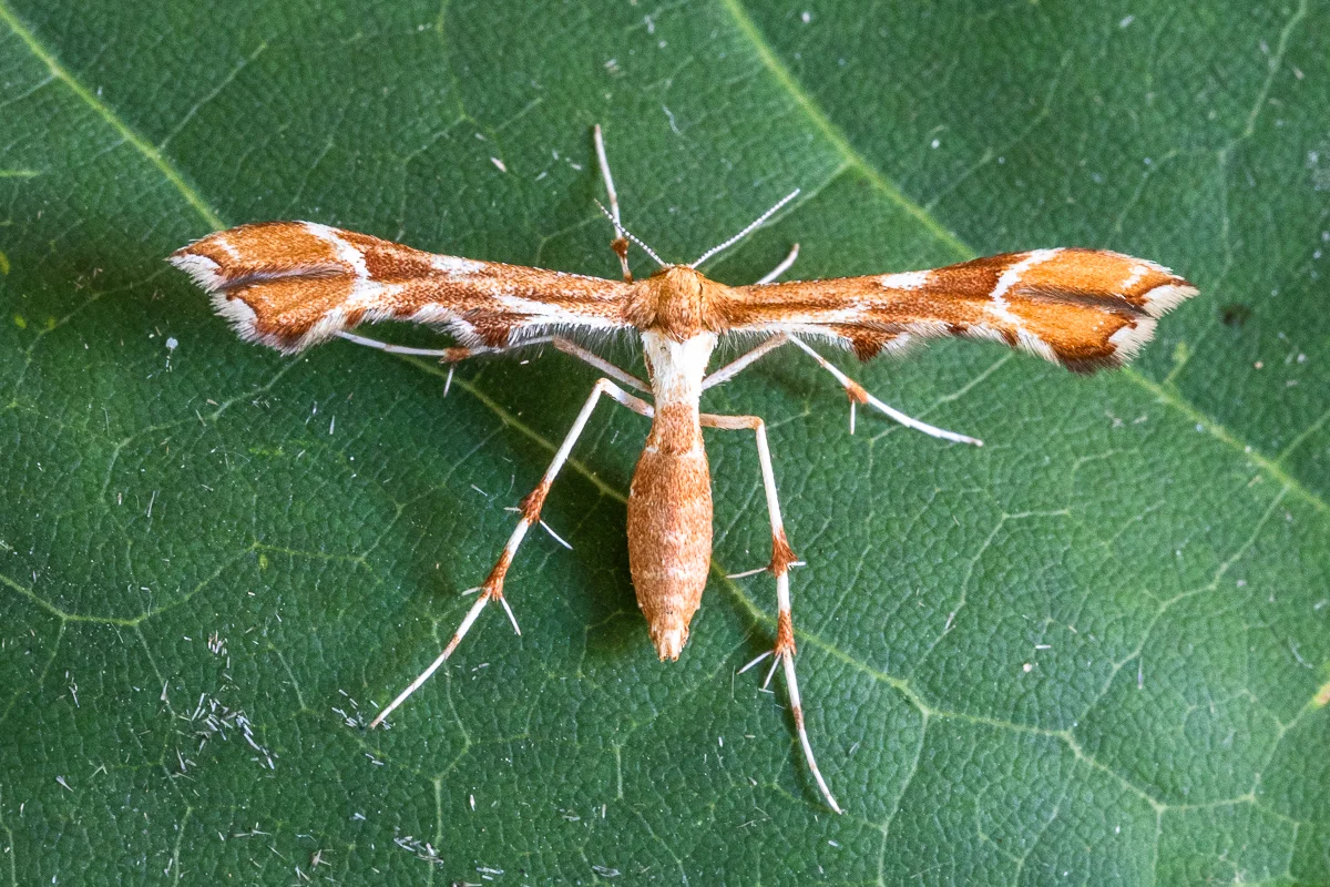Cnaemidophorus rhododactyla imago