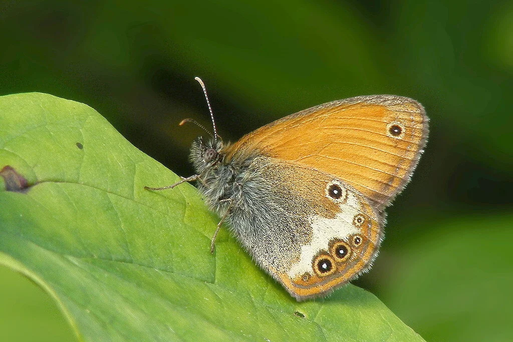 Coenonympha arcania imago