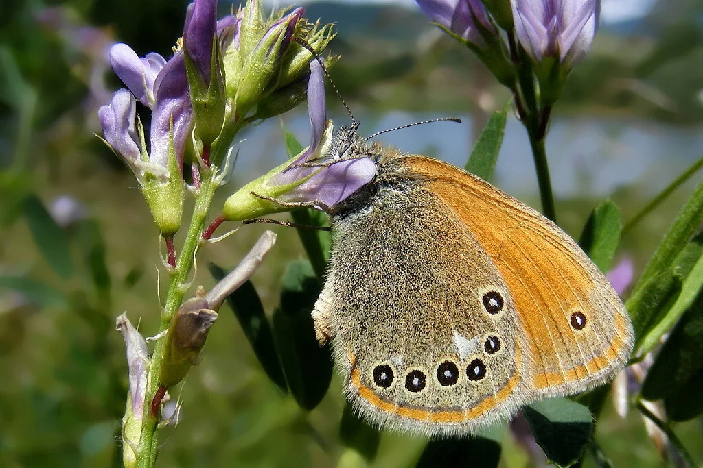 Coenonympha glycerion imago