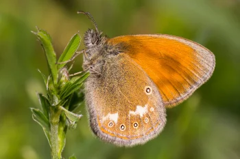 Coenonympha glycerion imago