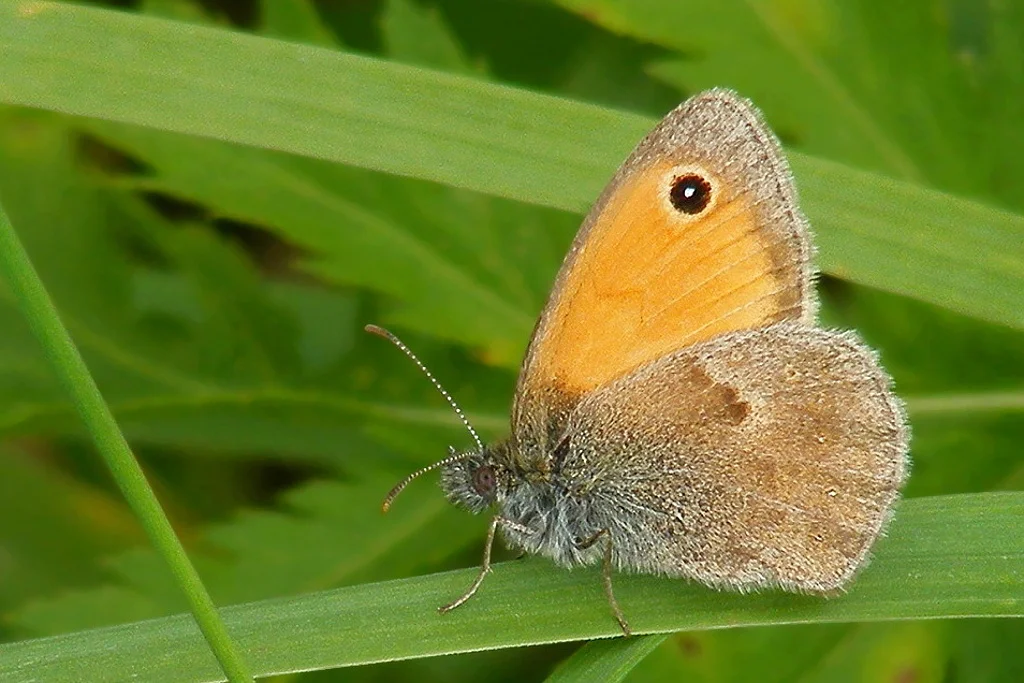Coenonympha pamphilus imago
