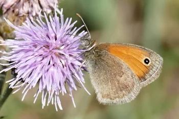 Coenonympha pamphilus imago