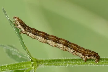 Coenotephria salicata larva