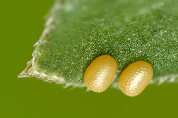Coenotephria salicata ova