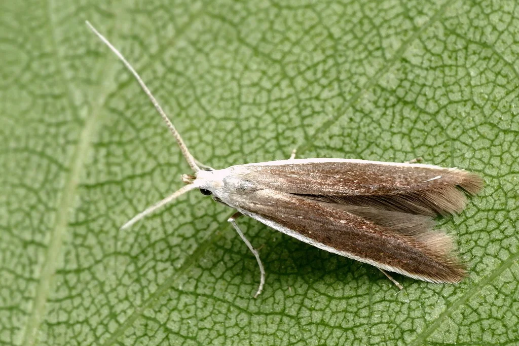 Coleophora albella imago