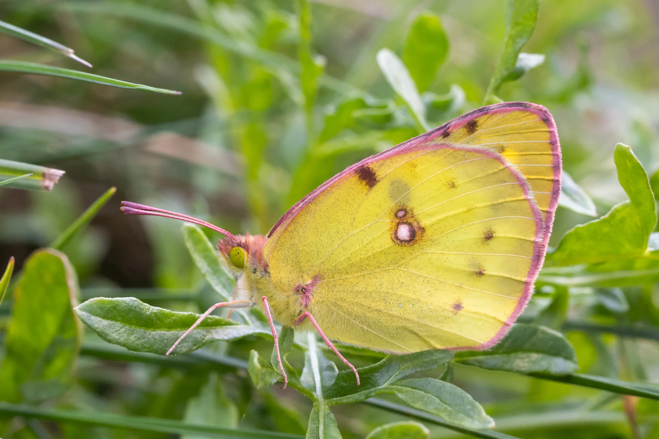 Colias alfacariensis imago