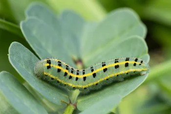 Colias alfacariensis larva