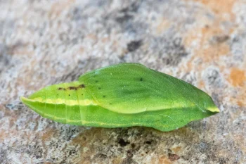 Colias alfacariensis pupa