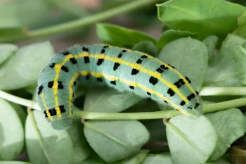 Colias alfacariensis larva